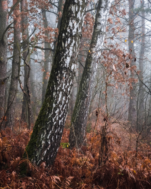 BrzozyBirch trees