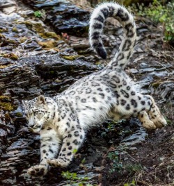 beautiful-wildlife:  On the Move by Sandy Brooks