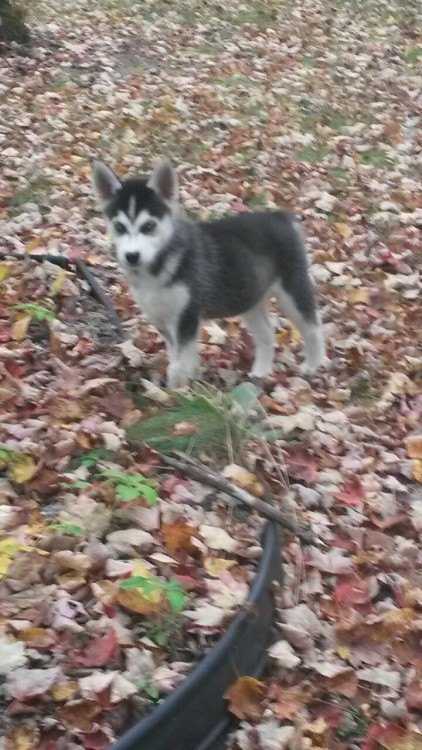 mkayynicole:  My handsome husky, Archer! :) 