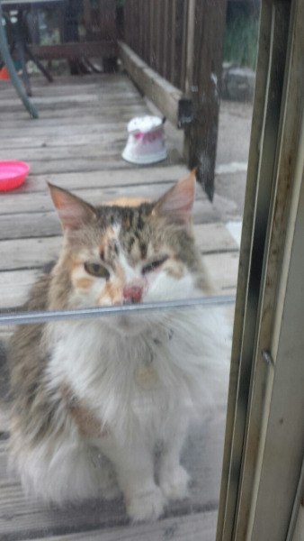 hanasaku-shijin:  OKAY EVERYONE, HERE IS THE ISSUEThis is my neighbor’s cat Ripley. She’s been around for as long as I can remember. She’s a partially outdoor cat and she always comes over to my house to visit and I play with her and pet her all