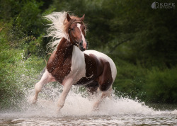 phototoartguy:  Brown and White Horse by Tanya Kozlovsky. Thank Tanya! kofestudio 