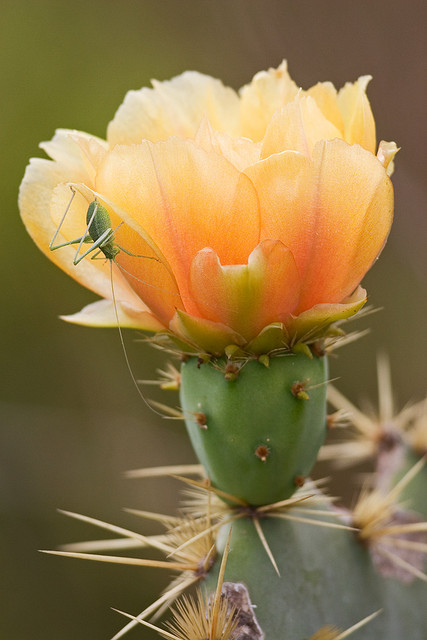 libutron:Prickly Pear | ©Seth Patterson   (Rio Grande Valley, Texas, US)A young Katydid finds refuge