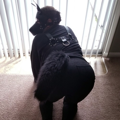 doggy-girl-chilli:  lilypupcake: Puppy poses. (Please leave caption intact and don’t write on my pos