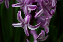 outdoormagic:  Hyacinth by ΞSSΞ®®Ξ on Flickr.