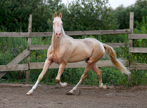 ackgez geli by mari-mi on Flickr.