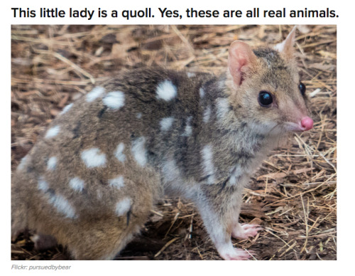 kawaii-flan:  buzzfeed:  Not all Australian animals are trying to kill you. [x]   @darkdiscipleofnyx