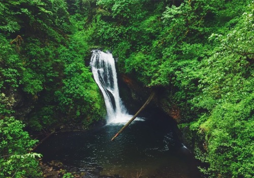 justapplyyourself:Butte Creek Falls. Scotts Mills, Oregon.