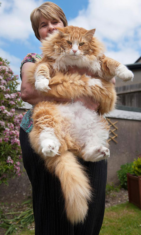 50plusotaku:awesome-picz:Maine Coon Cats That Will Make Your Cat Look Tiny.WantAw. I want a lion, to