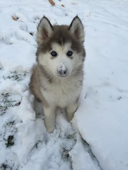 hemelsblauw:  This teeny tiny one who is seeing snow for the first time….. op We Heart It