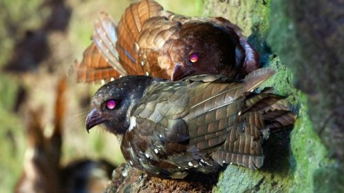 ainawgsd: Oilbird The oilbird (Steatornis caripensis), locally known as the guácharo, is a bi