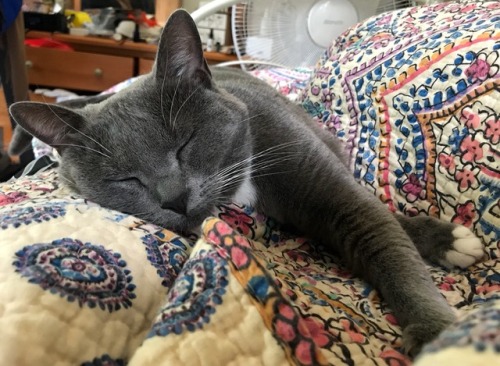 sleepeatdestroyrepeat - Devotional Blog to Lord Beerus
