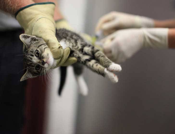 hola-me-llamo-blanka:  shintanohitomi:  Cada día miles de animales en el mundo mueren