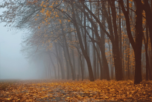 magic-spelldust:  Foggy Autumn Series by Bomb-Creator 