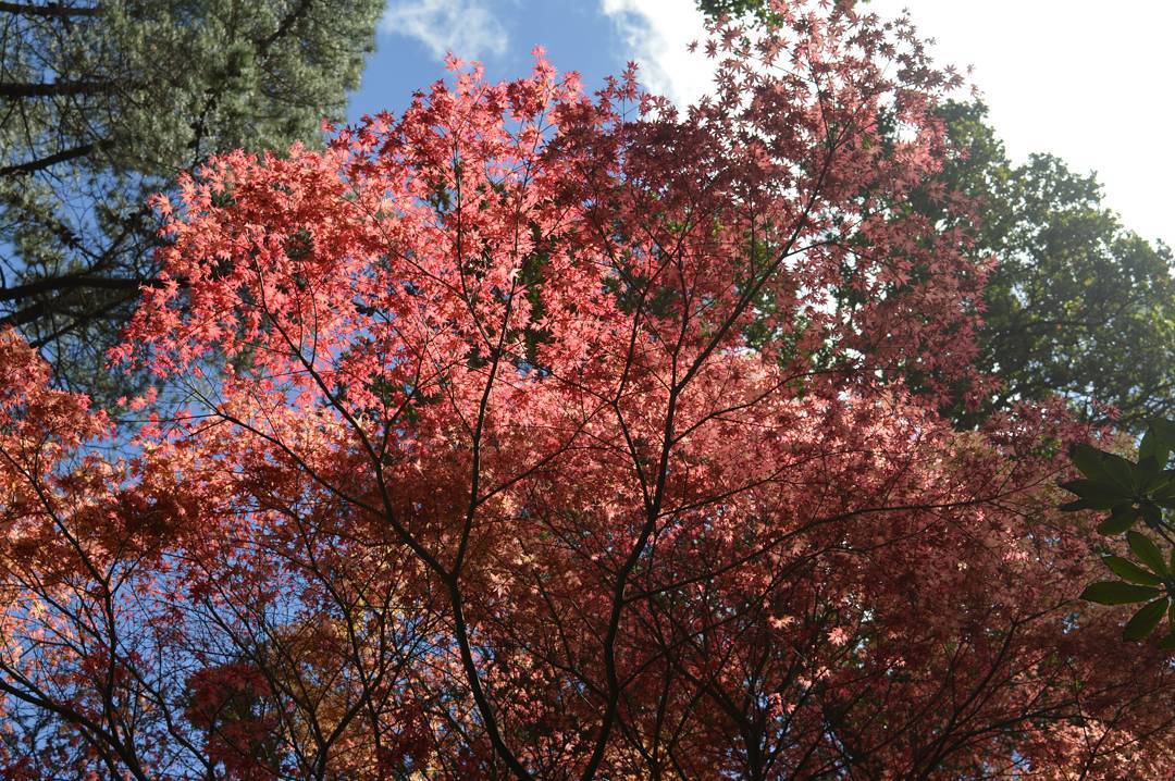 Wellington botanic gardens - autumn colours in spring