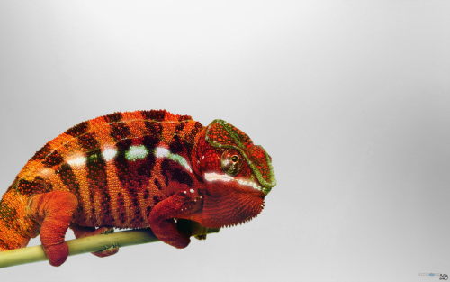 nemotes:  Chameleons are super cool, just in case you didn’t know yet.