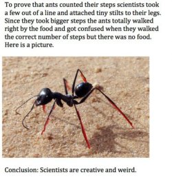 tony-the-intelligent-goon:  ashiibaka:  Science.  I can’t tell what my favorite part is, but it’s either scientists wasting budget and time to see if ants count their steps the idea to put ants on stilts there had to be a guy who made ant stilts and