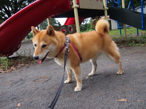 shibainu-komugi:今日の柴犬の小麦さん #shiba #dog #komugi #柴犬
