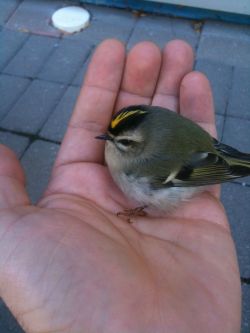 spookyprincesshajimeichinose:  awwww-cute:  Found this little guy at college today  I wonder what he is majoring in. 