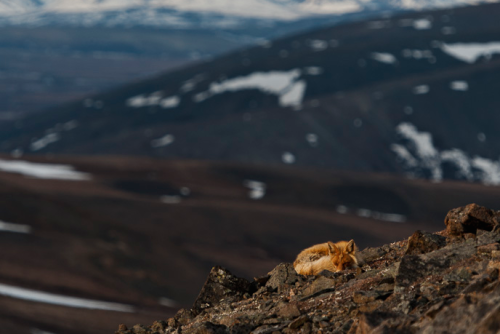 nubbsgalore:
“photos of red foxes by ivan kislov from chukotka, in russia’s far eastern arctic
”