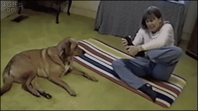 catgifcentral:  Dogs can be taught yoga and get quite good at it, but oddly enough
