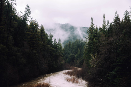 jonahreenders: a misty morning in northern California By: Jonah Reenders