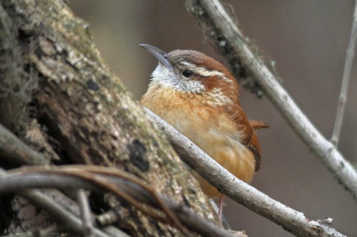 Heads or tailsCarolina wren  (Thryothorus ludovicianus)January 25, 2022Southeastern Pennsylvania