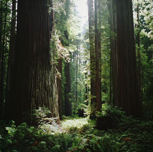 a walk among giants by manyfires on Flickr.