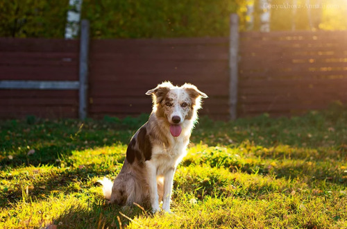 handsomedogs:Sunny dog by Gonyukhova Анна