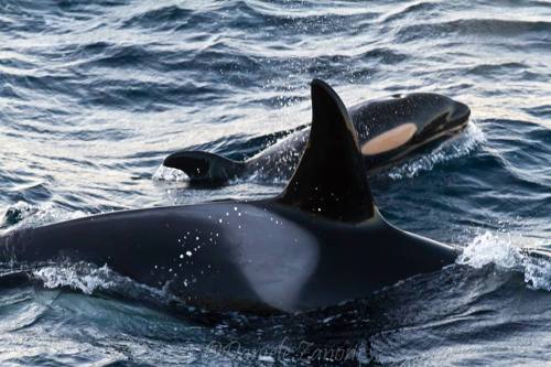 blackfishsound:  via North Atlantic Society:  Mother and calf in Andfjord. 