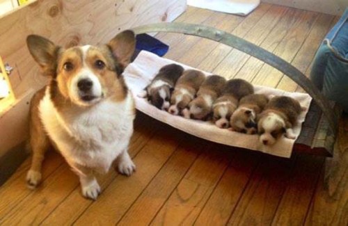 freshiejuice:  lotuslopez:  darkbluetile:  this post is my dream come true  babies with babies  i like that all the mama’s expressions are like “I DID IT! I MADE THESE FUZZY BURRITOS” 