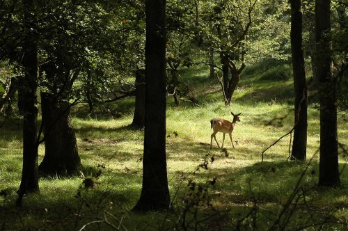 macroramblings: Morning walk