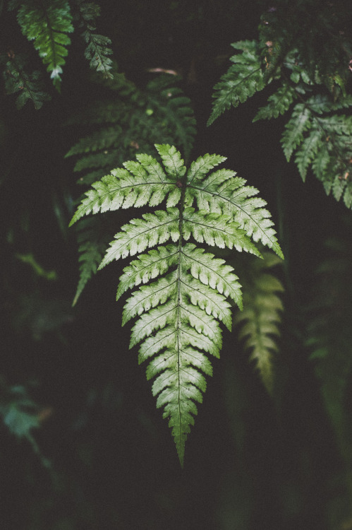 Leaf in the jungle