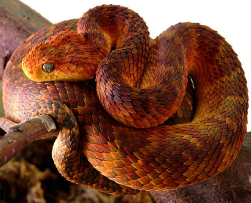 The Variable Bush Viper (Atheris Squamigera) – Ultimate Exotics