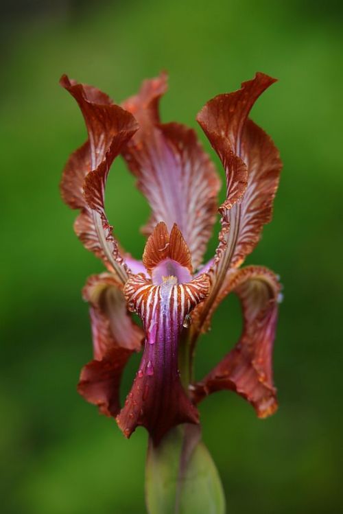 Iris stolonifera &lsquo;Hadrianus&rsquo;