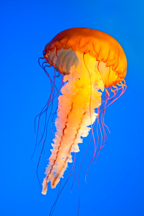  Jellyfish 