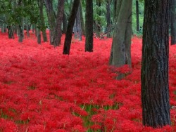 neo-japanesque: ♪緋毛氈 - 写真共有サイト「フォト蔵」 poto by キャサリン ♪scarlet felt mat 彼岸花 higanbana (red spider lily) 巾着田 kinchakuda, hidaka city, saitama prefecture, japan 