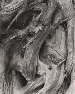 invisiblestories:  Paul Strand,  Driftwood,