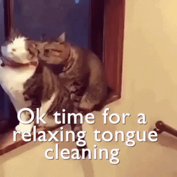 nic-drew:sirahm3d-deactivated20191208:Wow even cats have Dom : Sub relationships