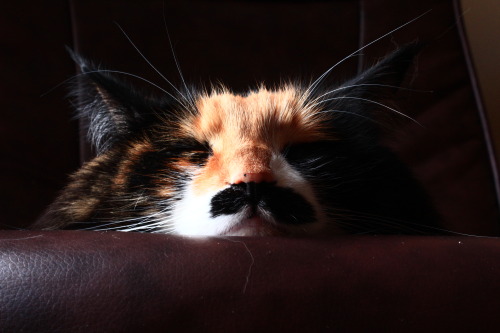 stonercuutie: Sleepy little kitty