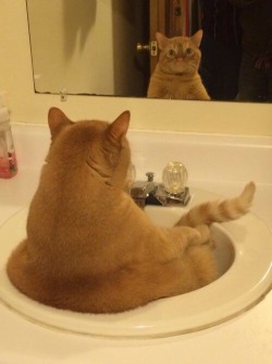 animal-factbook:  When depressed, cats would sit in a bathroom sink and contemplate about life. Cat owners can help their furry companions by scratching their head and giving them a cardboard box to play in. Cats love that shit. 