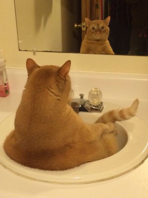 animal-factbook:When depressed, cats would sit in a bathroom sink and contemplate about life. Cat ow