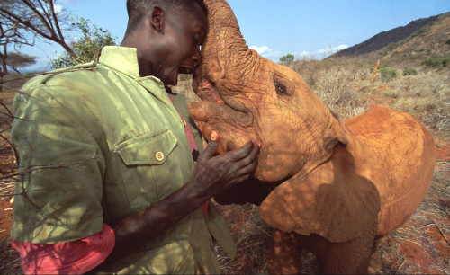 nubbsgalore:photos by gerry ellis from the david sheldrick wildlife trust, a nursery and orphanage f