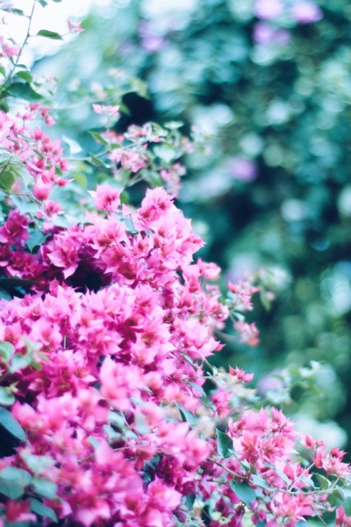 Bougainvillea