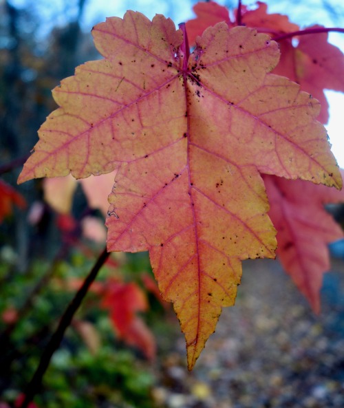 Painted Leaf .. [1 / 2] Evening shadow brings uniform illumination and a heightened color to an autu