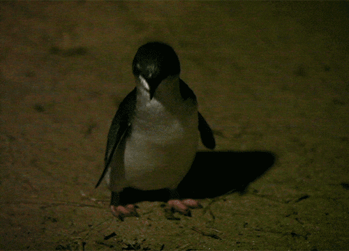 Penguins outside of Antarctica and the zoo?!... — Australia Uncovered -  Travel Inspirations
