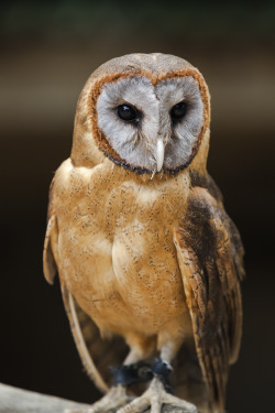 thewoodlinds:  Ashy-faced Owl by CommanderEVE