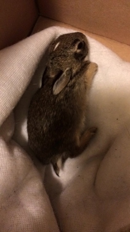 Just wanted to share some pics of a bun we met tonight! He was sitting in the road! We picked him up