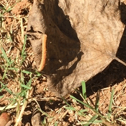 *Feeling kind of sad and depressed goes outside to sit down for fresh air and looks down to see an inch worm freaking out next to me..*Me:… hey new friend, want a leaf to climb on?*places leafs around him as he excitedly crawls over over them*