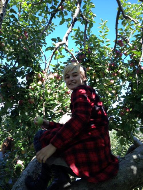 rainbowodyssey:  kallistoi: As a sweet apple reddens/ on a high branch/ at the tip of the topmost bo