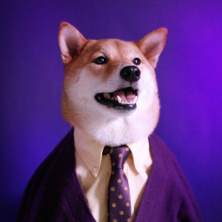 mensweardog:  Cardi Gras Menswear Dog gets dashingly decadent in his favorite shade of Mardi Gras purple.  Check out beggin.tumblr.com to see more dogs taking Mardi Gras selfies, and let the good times roll. 